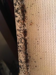 Insekt Express 24 - Pluskwy Karaluchy Szerszenie Osy Komary