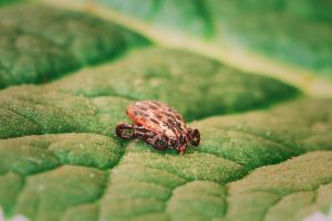 Insekt Express 24 - Pluskwy Karaluchy Szerszenie Osy Komary