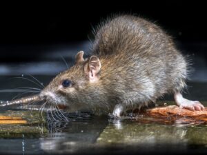Close up of Wild brown rat in water